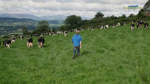 让奶牛舒适的产奶