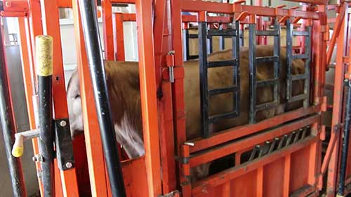 如何更安全的照顾牛群