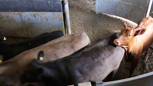 养牛场的区域划分