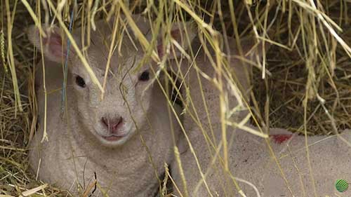 如何管饲新生羊羔