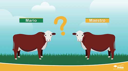 选择适合育种的公牛