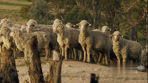 轮作提高养殖效率