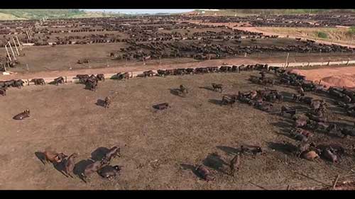 计算农场土地的饲养率