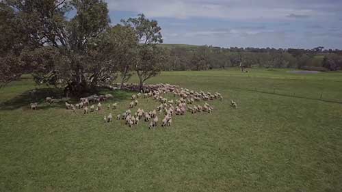 用遗传学方法选育绵羊