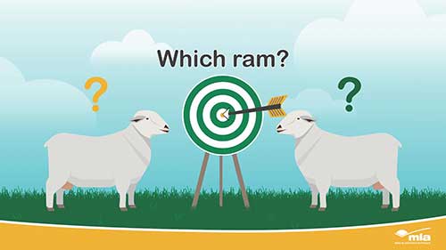 如何设定羊群繁殖目标