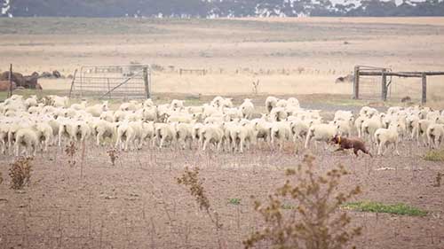 澳洲的高质羊肉
