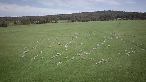 遗传技术提高羔羊质量