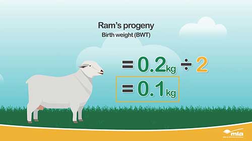 绵羊的体重性状