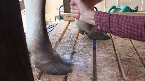 如何用手挤羊奶牛奶