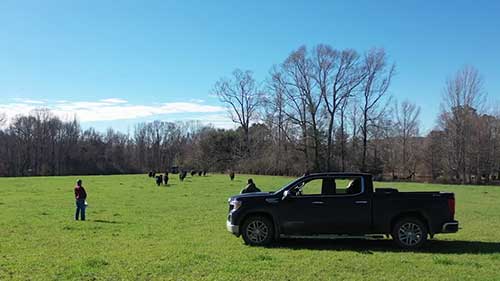 尼尔牧场的顶级肉牛繁育