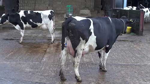 奶牛身体状况评分