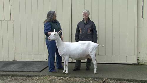 如何评估山羊身体状况