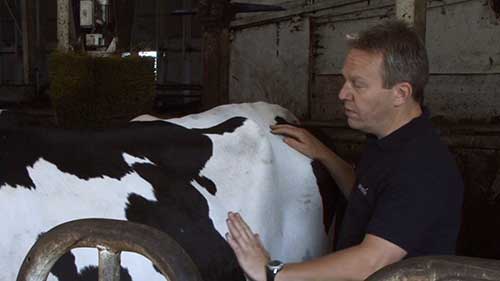 奶牛饮食和身体情况评分