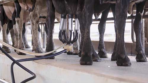 初乳管理和牛犊健康