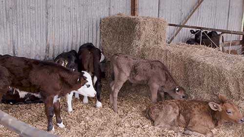 牛犊卫生和健康