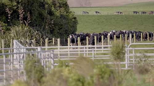 了解畜牛BVD病毒