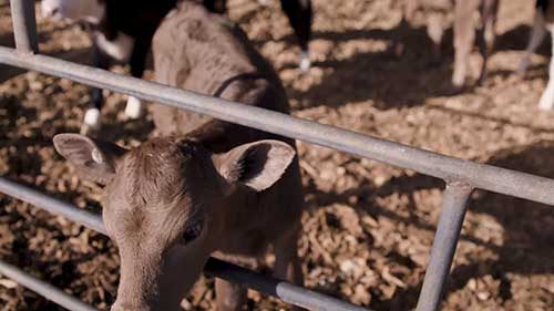 正确处理牛犊腹泻