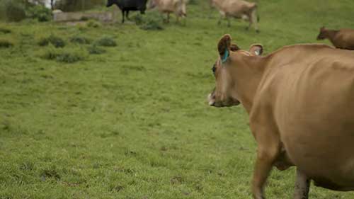 奶牛干乳期健康管理