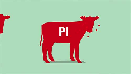 牛腹泻疫苗的保护作用