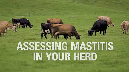 干奶牛的科学管理