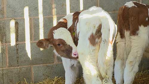 牛犊的喂养和健康