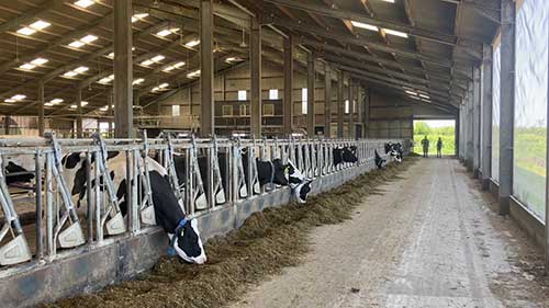 干奶期过渡和奶牛健康