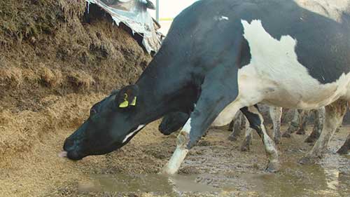 公牛管理和精液检查