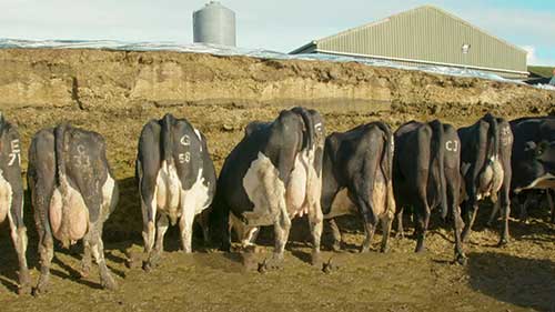 奶牛交配期和产犊期健康