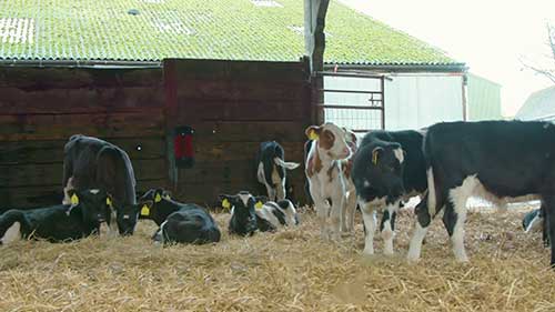 缩减奶牛产犊期的方法