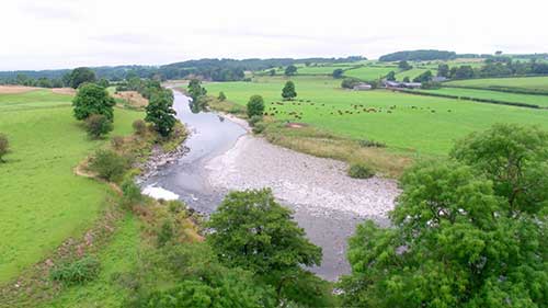 牛犊断奶小贴士