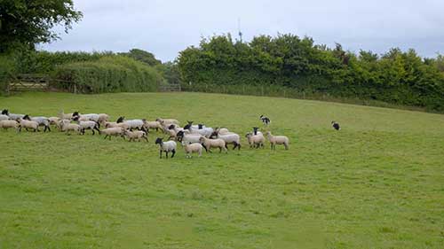 畜禽养殖和抗生素