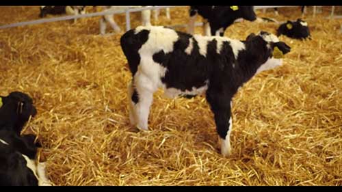 牛犊饲养日常工作