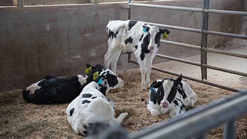 荷斯坦牛犊和初乳管理