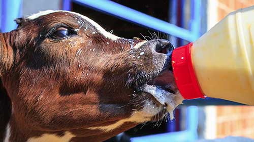 牛初乳的重要性