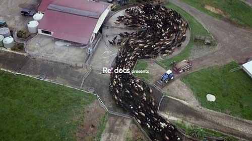 奶牛养殖和动物福利