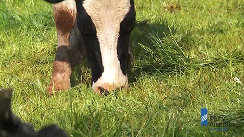 牧场上的高效放牧