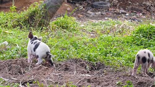 最适合饲养的猪品种