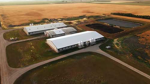 科学养猪和健康肉类