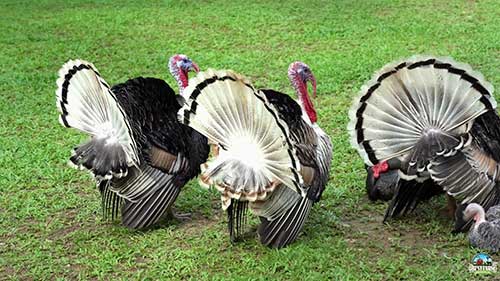 火鸡的饮食习性和喂养方法