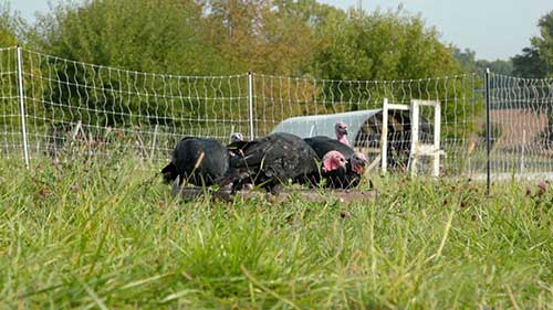 火鸡的科学饲养