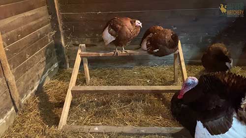 冬季火鸡饲养小技巧