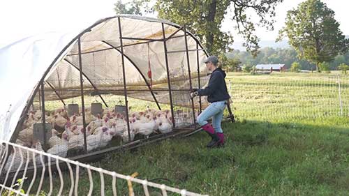 火鸡规模化养殖的弊端