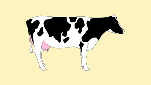 卫生和奶牛乳腺炎预防