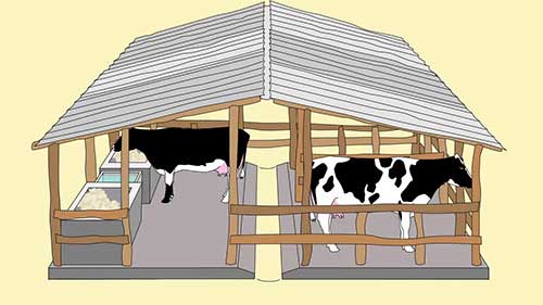 牛棚和奶牛卫生评分