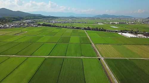 日本和牛的饲养