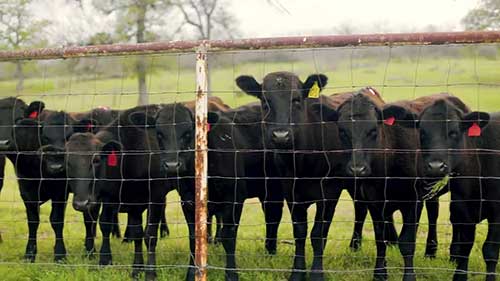 如何饲养神户牛