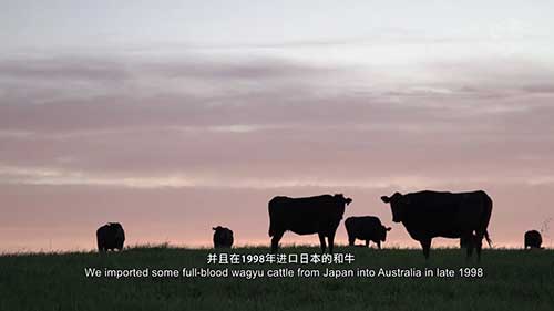 澳洲的全血和牛