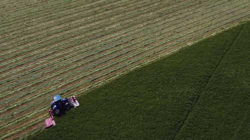 肉牛极品，全血和牛