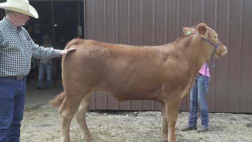 如何确定肉牛是否生长成熟