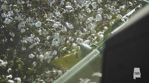 阿拉巴马州：棉花盛产之地